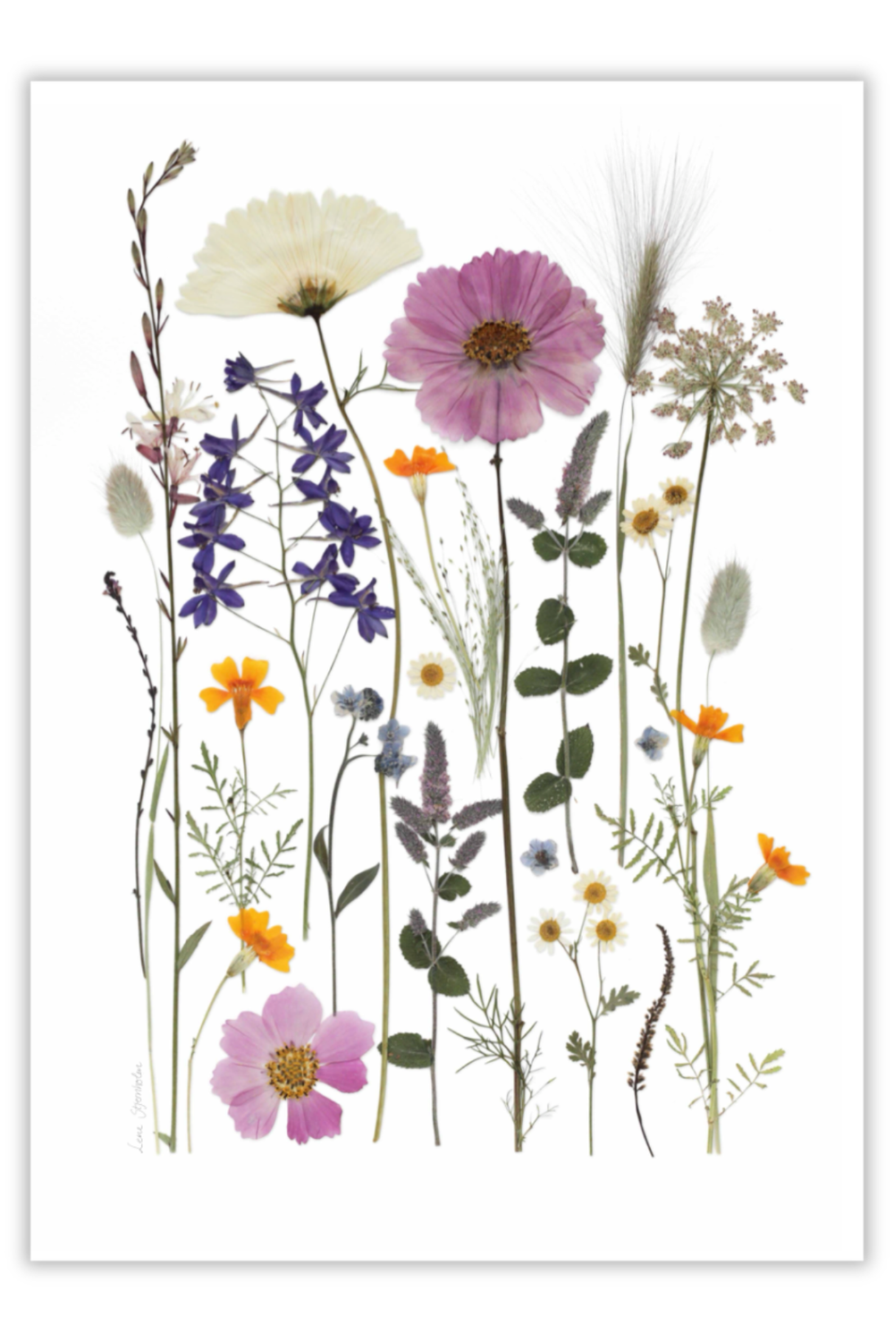 Plakat med vilde blomster fra Blomsterpresseriet