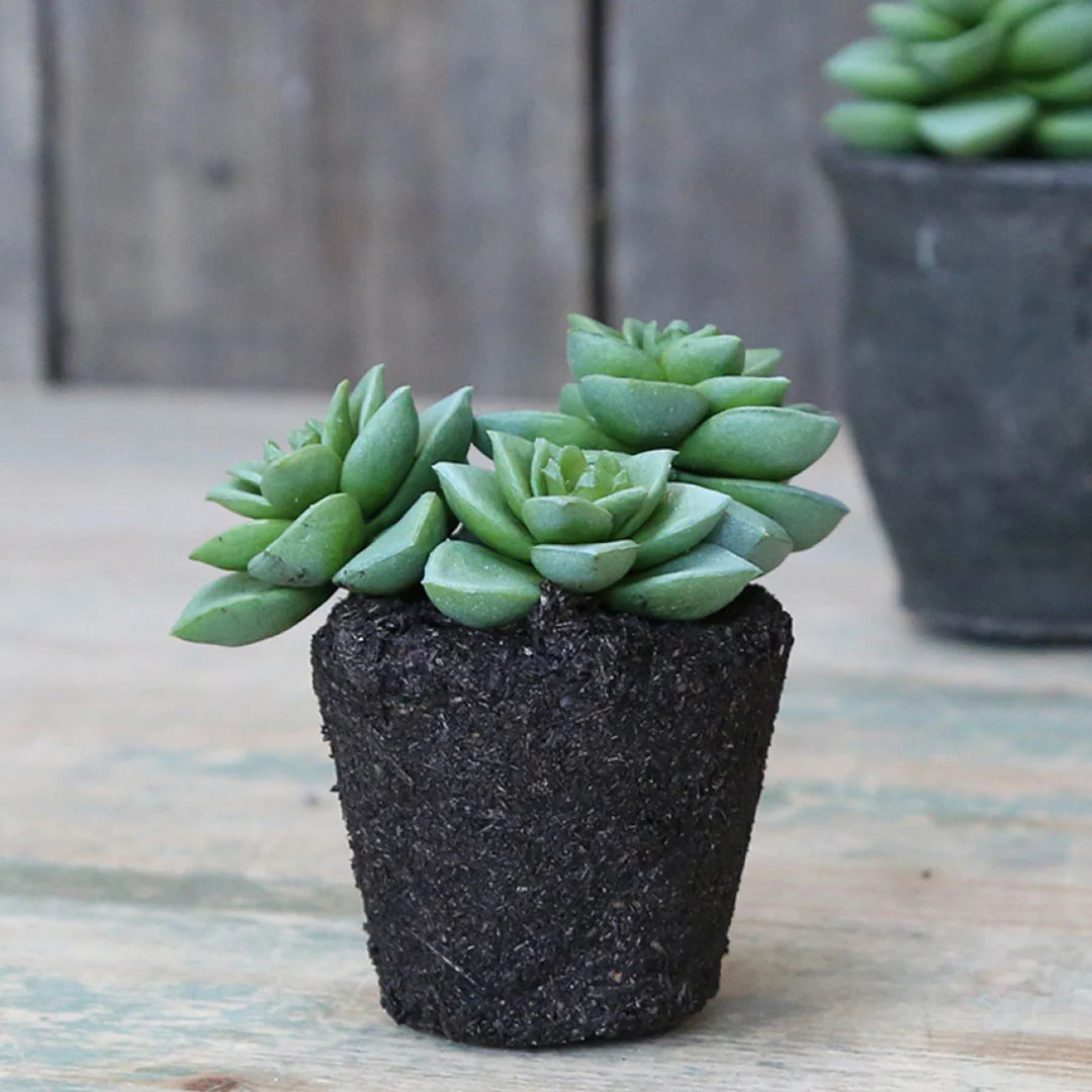 Kustig grøn plante fra Chic Antique