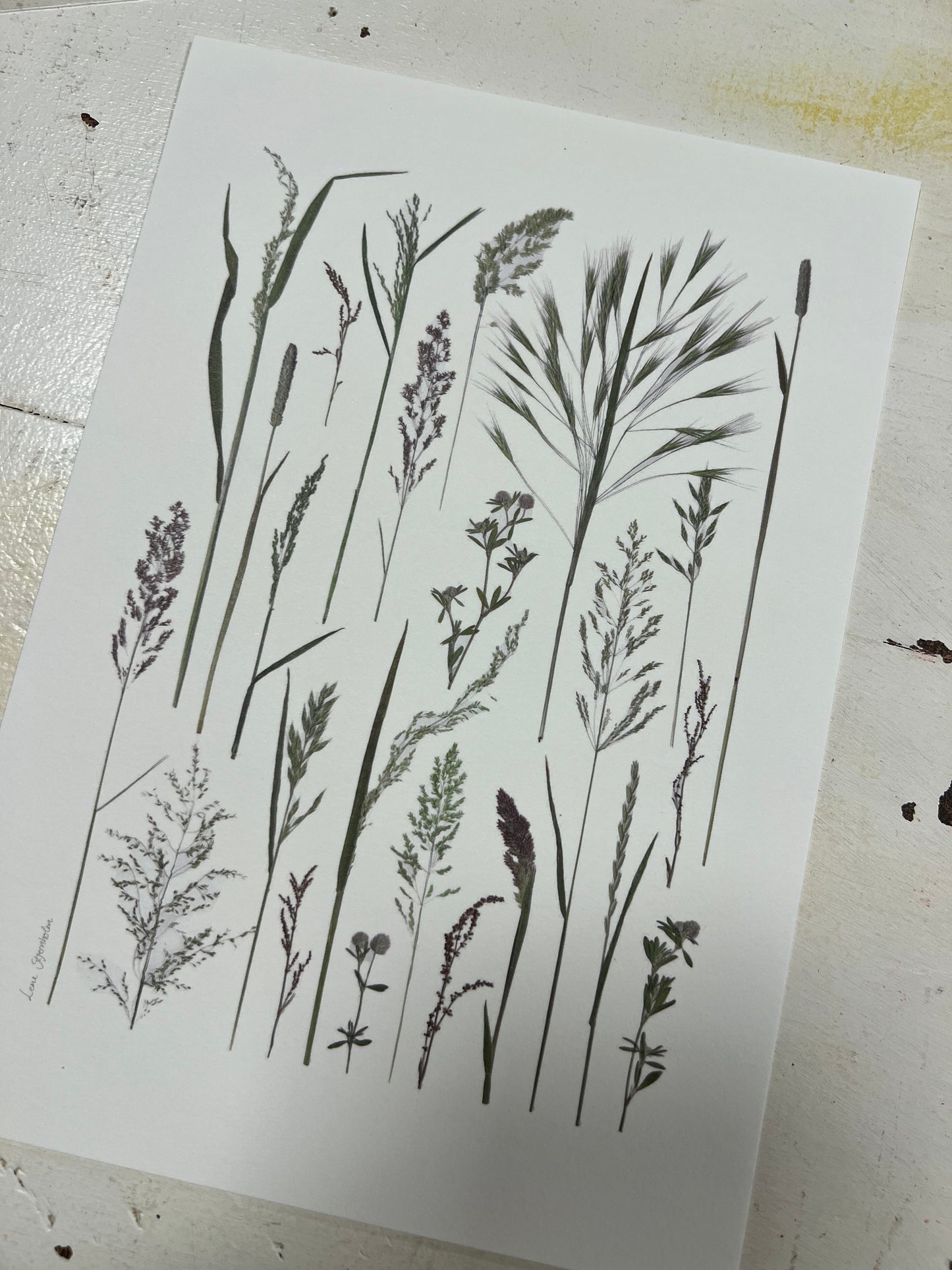 Plakat fra Blomsterpresseriet græsser