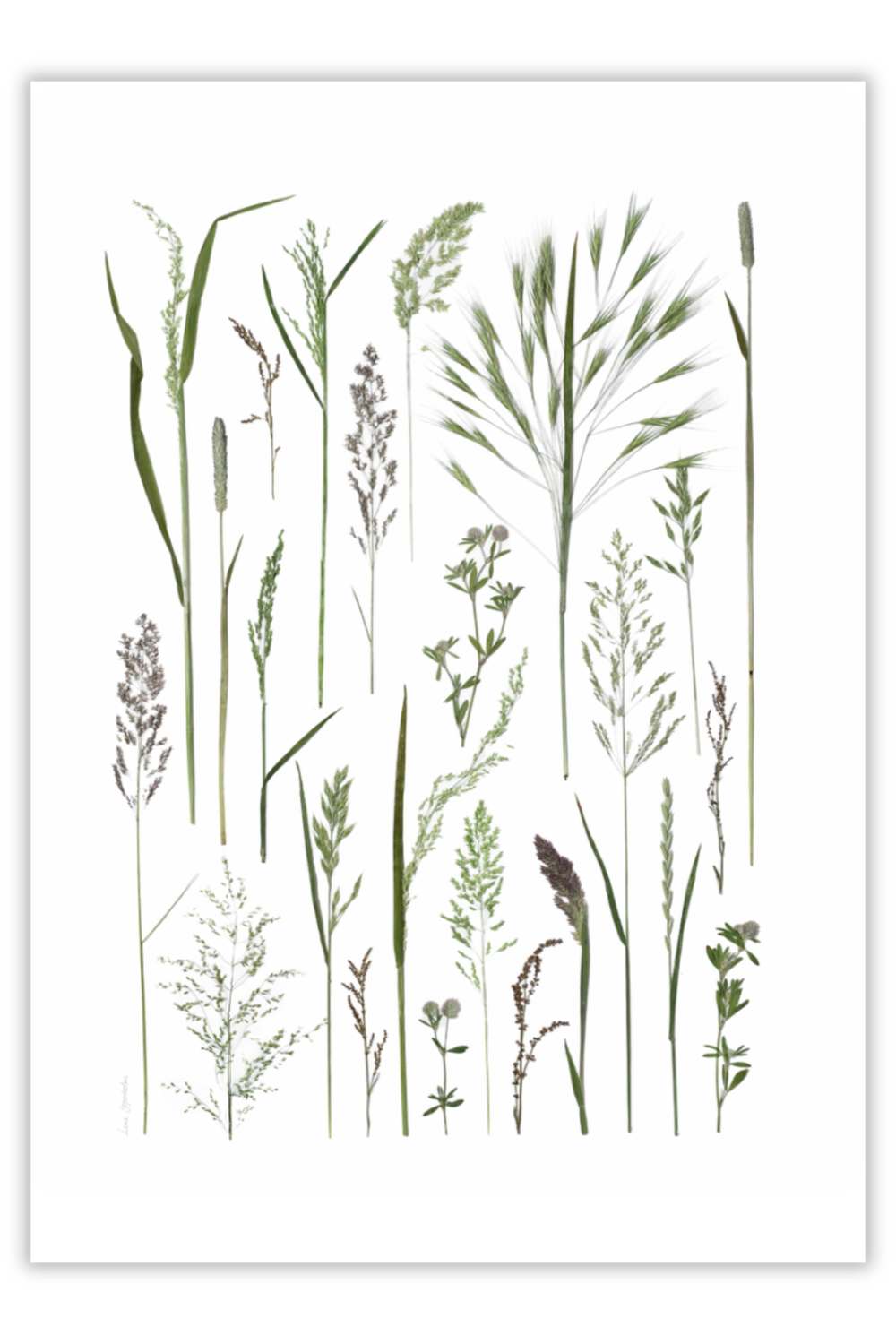 Blomsterpresseriet græsser