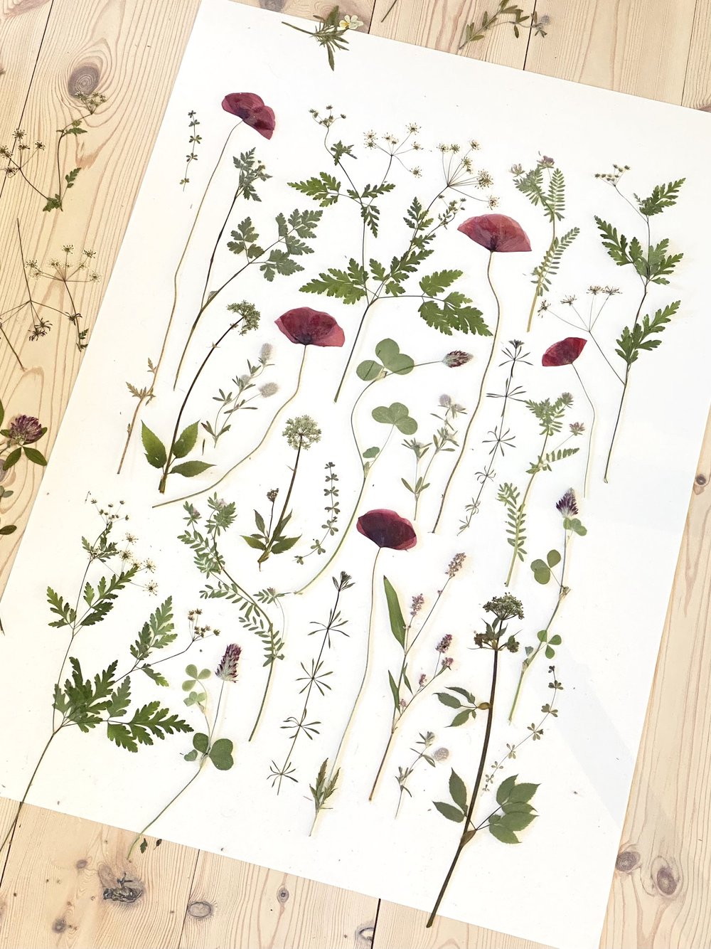 Plakat til stuen med presset vilde blomster