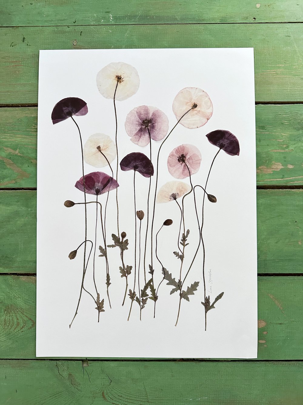 Blomsterpresseriet billede med valmuer