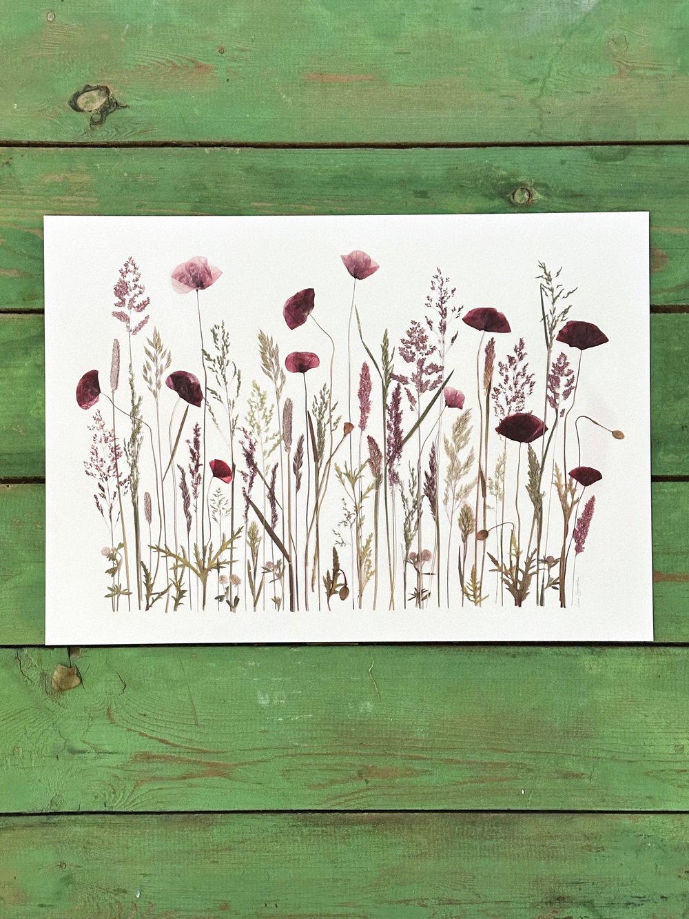 Grøftekant med valmuer