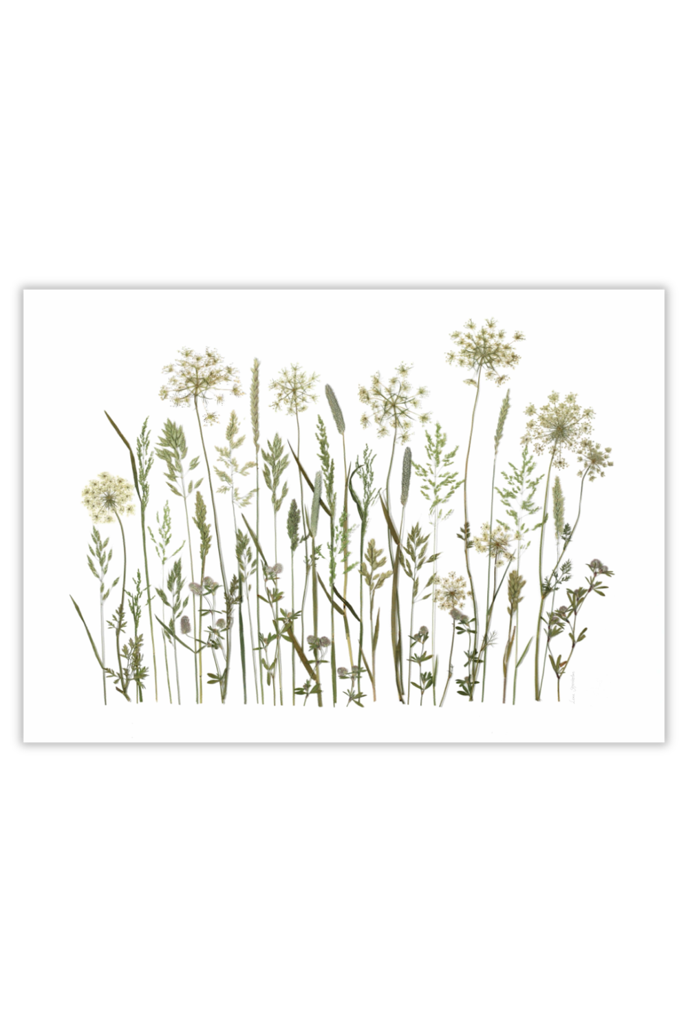 Plakat fra Blomsterpresseriet Sommer grøftekant