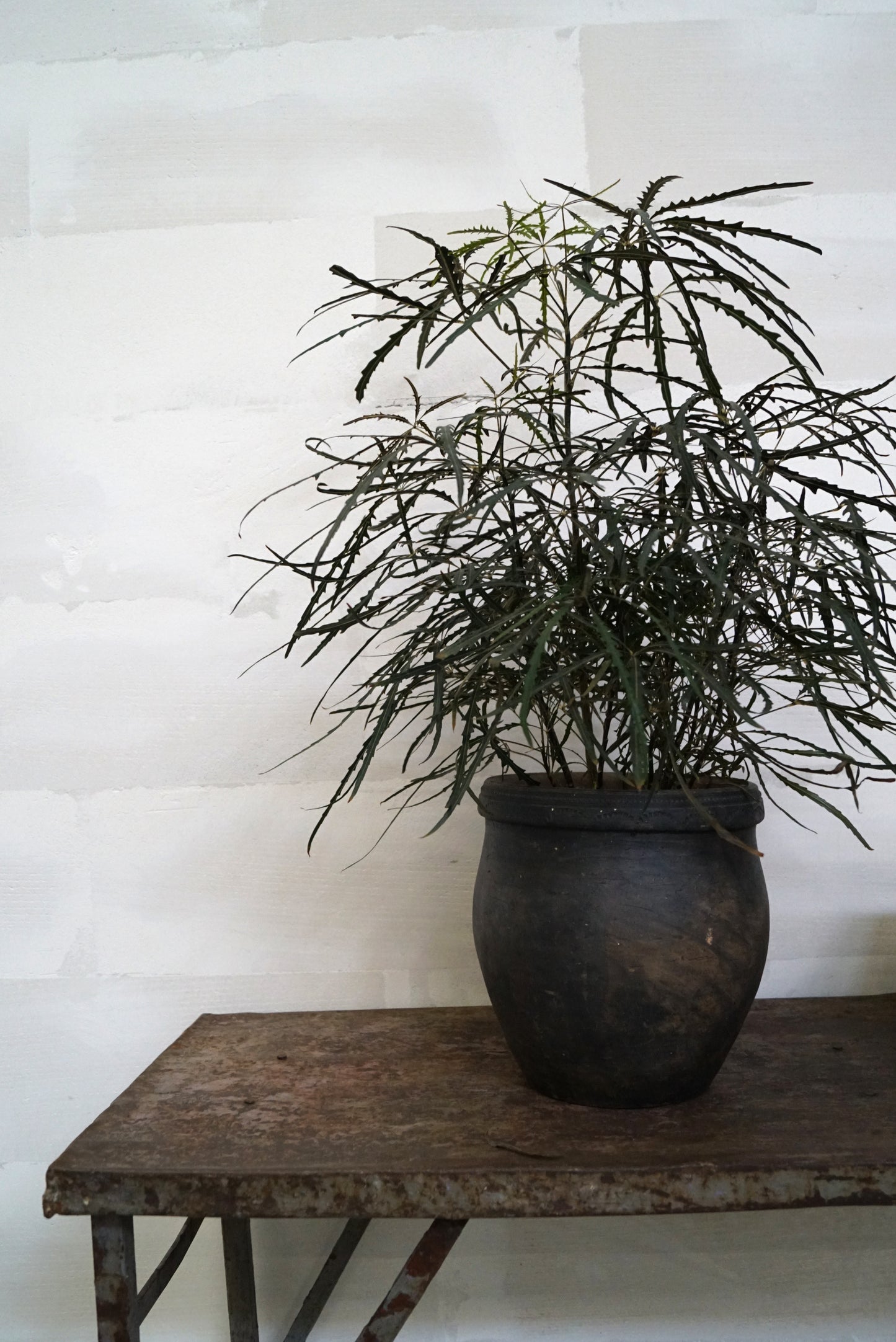 Stort lerkrukke til stueplante