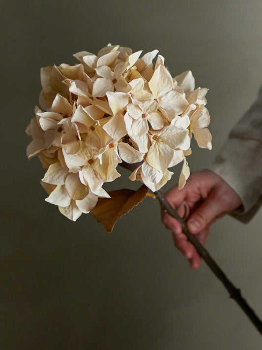 Hortensia stilk i creme farvet fra Bloomingville